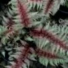 Regal Red Japanese Painted Fern - 1 Gallon Pot