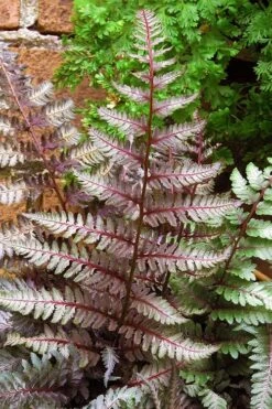 Regal Red Japanese Painted Fern - 1 Gallon Pot -Garden Plants athyrium pictum regal red japanese painted fern 11 3