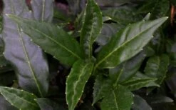 Dwarf Green Aucuba - Japanese Laurel - 1 Gallon Pot -Garden Plants aucuba dwarf green foliage