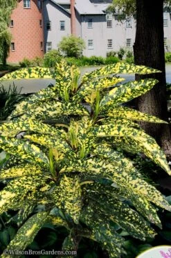 Hosoba Hoshifu Variegated Aucuba (Japanese Laurel) - 1 Gallon Pot -Garden Plants aucuba hosoba hoshifu11