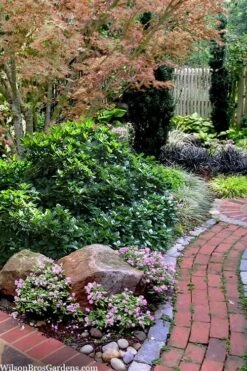 Rozannie Dwarf Aucuba (Japanese Laurel) - 3 Gallon Pot -Garden Plants aucuba japonica rozannie japanese laurel 12