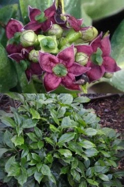 Rozannie Dwarf Aucuba (Japanese Laurel) - 3 Gallon Pot -Garden Plants aucuba japonica rozannie japanese laurel 13