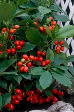 Rozannie Dwarf Aucuba (Japanese Laurel) - 3 Gallon Pot