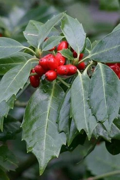 Rozannie Dwarf Aucuba (Japanese Laurel) - 3 Gallon Pot -Garden Plants aucuba japonica rozannie japanese laurel 6