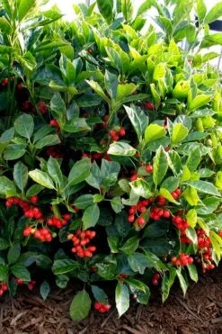 Rozannie Dwarf Aucuba (Japanese Laurel) - 3 Gallon Pot -Garden Plants aucuba japonica rozannie japanese laurel 8