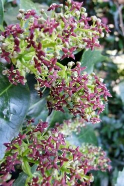 Rozannie Dwarf Aucuba (Japanese Laurel) - 3 Gallon Pot -Garden Plants aucuba japonica rozannie japanese laurel 9