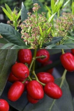 Sawtoothed Aucuba Serratifolia - 1 Gallon Pot -Garden Plants aucuba japonica serratifolia sawtoothed japanese laurel 21