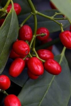 Sawtoothed Aucuba Serratifolia - 1 Gallon Pot -Garden Plants aucuba japonica serratifolia sawtoothed japanese laurel 23