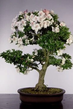 Joga Satsuki Azalea - 1 Gallon Pot -Garden Plants azalea