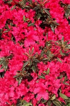 Arctic Rose Azalea - 3 Gallon Pot -Garden Plants azalea arctic rose 3