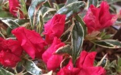 Arctic Rose Azalea - 3 Gallon Pot -Garden Plants azalea arctic rose 4