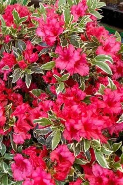 Arctic Rose Azalea - 3 Gallon Pot -Garden Plants azalea arctic rose 5