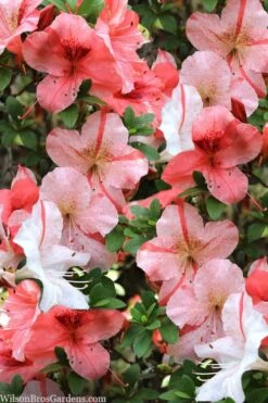Astronaut Azalea - 1 Gallon Pot -Garden Plants azalea astronaut 1