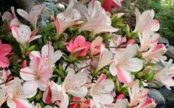 Astronaut Azalea - 1 Gallon Pot -Garden Plants azalea astronaut 3