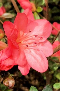 Blaauw's Pink Azalea - 3 Gallon Pot 10 Blaauw's Pink Azalea - 3 Gallon Pot -Garden Plants azalea blaauws pink 10