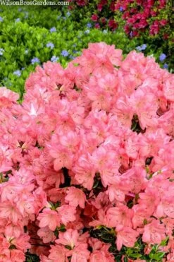 Blaauw's Pink Azalea - 3 Gallon Pot 11 Blaauw's Pink Azalea - 3 Gallon Pot -Garden Plants azalea blaauws pink 4