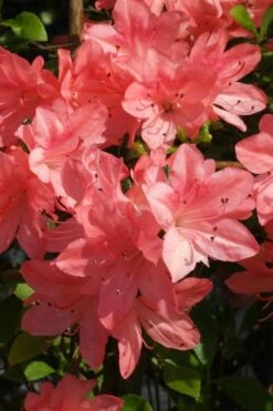 Blaauw's Pink Azalea - 3 Gallon Pot 9 Blaauw's Pink Azalea - 3 Gallon Pot -Garden Plants azalea blaauws pink 6