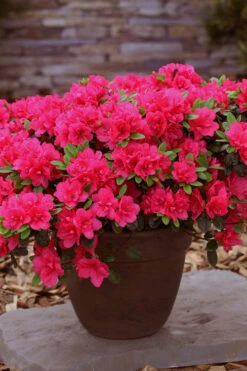 Canzonetta Azalea - 1 Gallon Pot 8 Canzonetta Azalea - 1 Gallon Pot -Garden Plants azalea canzonetta 3