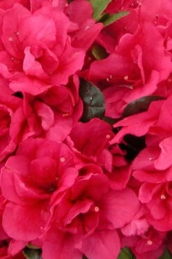 Canzonetta Azalea - 1 Gallon Pot 9 Canzonetta Azalea - 1 Gallon Pot -Garden Plants azalea canzonetta 500x750 1