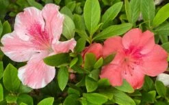 Lady Cavendish Azalea - 6 Pack Of 1 Gallon Pots 9 Lady Cavendish Azalea - 6 Pack Of 1 Gallon Pots -Garden Plants azalea cavendish 2