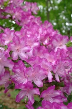 Fawn Azalea - 2 Gallon Pot -Garden Plants azalea fawn 6