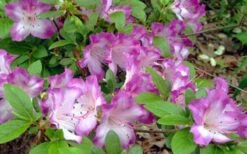 Fawn Azalea - 2 Gallon Pot -Garden Plants azalea fawn 7