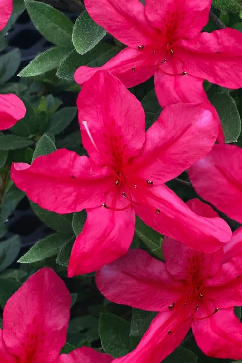 Gloria Deep Pink Sawada Azalea - 6 Pack Of 1 Gallon Pots 1 Gloria Deep Pink Sawada Azalea - 6 Pack Of 1 Gallon Pots