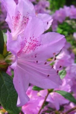 Gulf Pride Fragrant Southern Indica Azalea - 3 Gallon Pot 9 Gulf Pride Fragrant Southern Indica Azalea - 3 Gallon Pot -Garden Plants azalea gulf pride 2