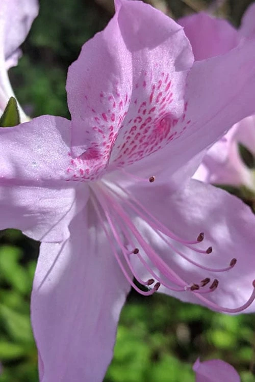 Gulf Pride Fragrant Southern Indica Azalea - 3 Gallon Pot 5 Gulf Pride Fragrant Southern Indica Azalea - 3 Gallon Pot - Image 5