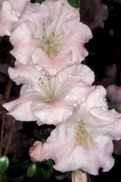 Gwenda Azalea (Robin Hill Hybrid) - 1 Gallon Pot -Garden Plants azalea gwenda 6