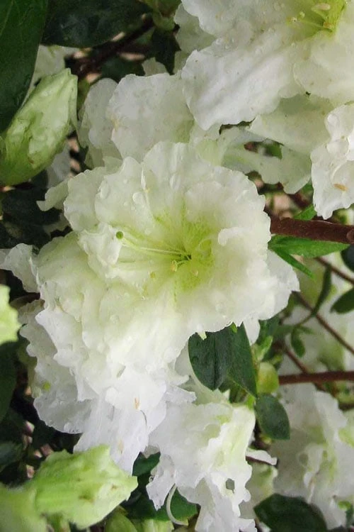 Helen Curtis Azalea - 3 Gallon Pot 1 Helen Curtis Azalea - 3 Gallon Pot