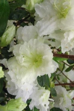 Helen Curtis Azalea - 3 Gallon Pot 8 Helen Curtis Azalea - 3 Gallon Pot -Garden Plants azalea helen curtis 7