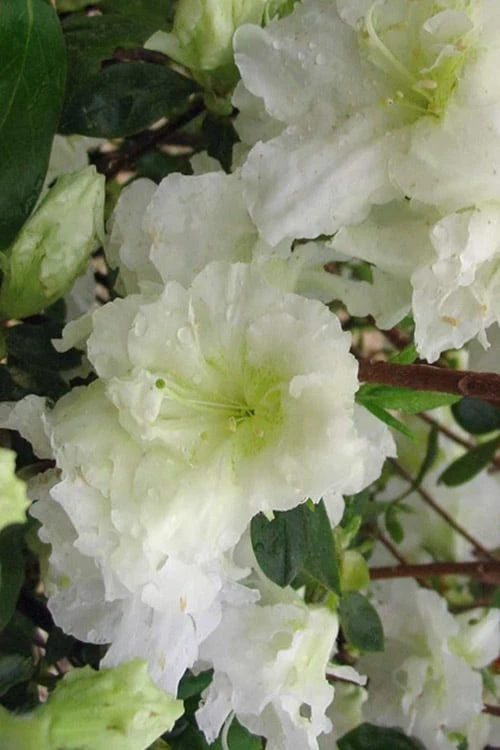 Helen Curtis Azalea - 3 Gallon Pot 4 Helen Curtis Azalea - 3 Gallon Pot - Image 4