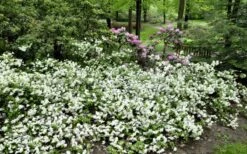 Helen Curtis Azalea - 3 Gallon Pot 9 Helen Curtis Azalea - 3 Gallon Pot -Garden Plants azalea helen curtis 9