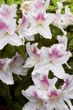 Joga Satsuki Azalea - 1 Gallon Pot -Garden Plants azalea joga 1