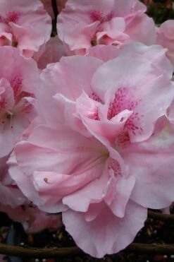 Nancy Of Robin Hill Azalea - 2 Gallon Pot 8 Nancy Of Robin Hill Azalea - 2 Gallon Pot -Garden Plants azalea nancy at robin hill 1