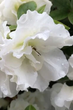Perfecto Mundo Double White Reblooming Azalea - 3 Gallon Pot -Garden Plants azalea perfecto mondo double white 1