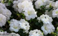 Perfecto Mundo Double White Reblooming Azalea - 3 Gallon Pot -Garden Plants azalea perfecto mondo double white 2
