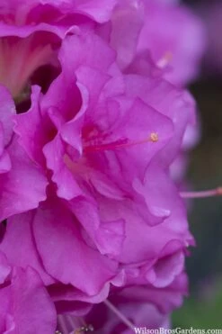 Perfecto Mundo Double Purple Reblooming Azalea - 2 Gallon Pot -Garden Plants azalea perfecto mondo double20purple 1 3