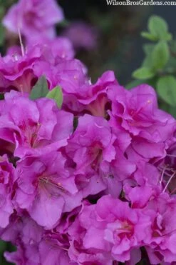 Perfecto Mundo Double Purple Reblooming Azalea - 3 Gallon Pot -Garden Plants azalea perfecto mondo double20purple 3 1