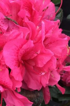 Perfecto Mundo Double Dark Pink Reblooming Azalea - 2 Gallon Pot -Garden Plants azalea perfecto mundo double dark pink 1