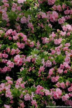 Perfecto Mundo Double Pink Reblooming Azalea - 3 Gallon Pot -Garden Plants azalea perfecto mundo double pink 1