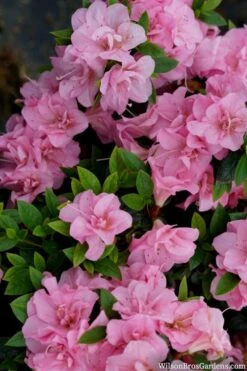 Perfecto Mundo Double Pink Reblooming Azalea - 3 Gallon Pot -Garden Plants azalea perfecto mundo double pink 2