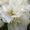 Perfecto Mundo Double White Reblooming Azalea - 2 Gallon Pot