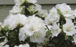 Perfecto Mundo Double White Reblooming Azalea - 3 Gallon Pot -Garden Plants azalea perfecto mundo double white 9