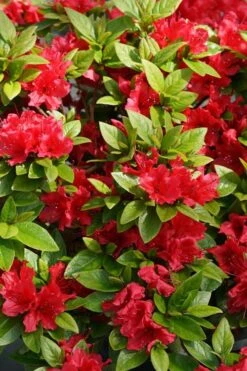 Perfecto Mundo Red Reblooming Azalea - 2 Gallon Pot 12 Perfecto Mundo Red Reblooming Azalea - 2 Gallon Pot -Garden Plants azalea perfecto mundo red 2