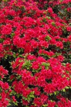 Perfecto Mundo Red Reblooming Azalea - 2 Gallon Pot 11 Perfecto Mundo Red Reblooming Azalea - 2 Gallon Pot -Garden Plants azalea perfecto mundo red 5