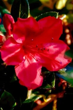 Perfecto Mundo Red Reblooming Azalea - 2 Gallon Pot 13 Perfecto Mundo Red Reblooming Azalea - 2 Gallon Pot -Garden Plants azalea perfecto mundo red 6
