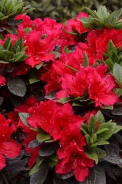 Perfecto Mundo Red Reblooming Azalea - 2 Gallon Pot 10 Perfecto Mundo Red Reblooming Azalea - 2 Gallon Pot -Garden Plants azalea perfecto mundo red 8