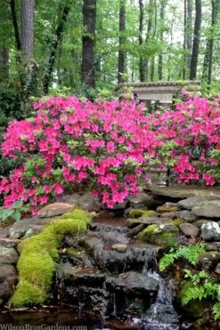 Pink Formosa Azalea - 1 Gallon Pot -Garden Plants azalea pink formosa 2